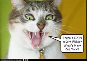 Funny-Cats-animal-humor-17386141-500-354